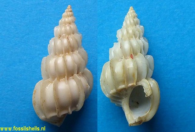 Circuloscala expectata