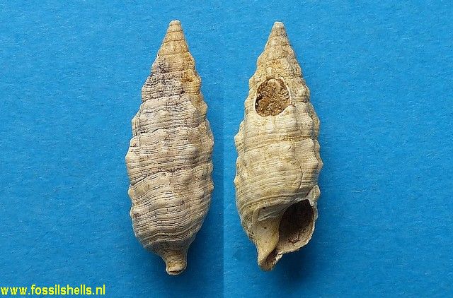 Cerithium peyroti