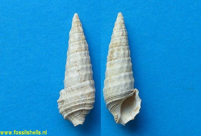 Cerithium raulini ferelaevigatum