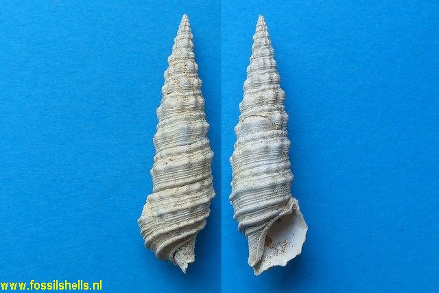 Cerithium salmo