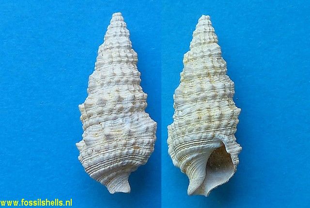 Cerithium calculosum
