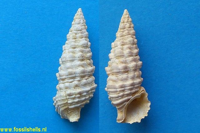 Cerithium calculosum