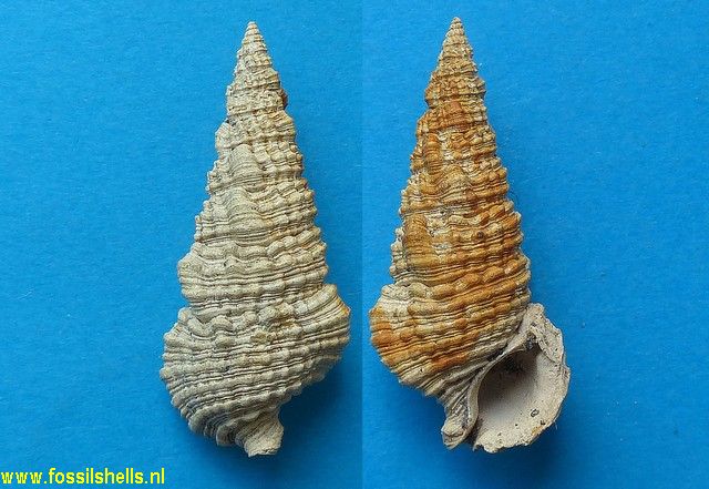 Cerithium calculosum aequigraniferum