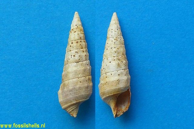 Rhinoclavis leognanensis