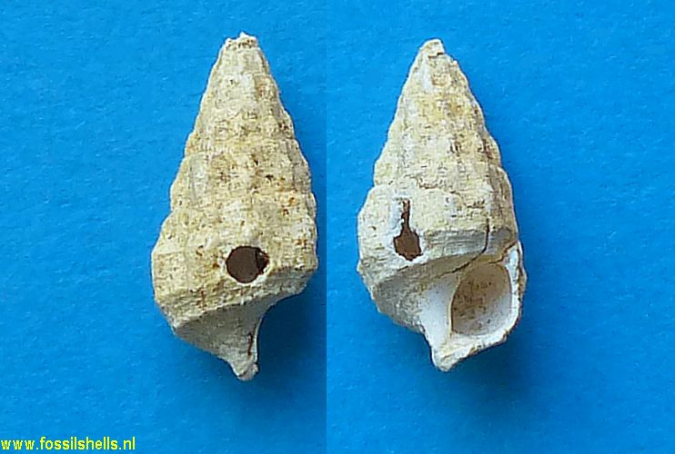 Hemicerithium saubottense