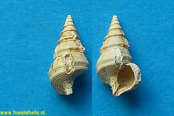 Hemicerithium saubottense