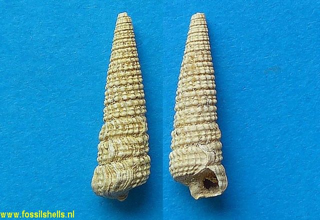 Potamides girondicus