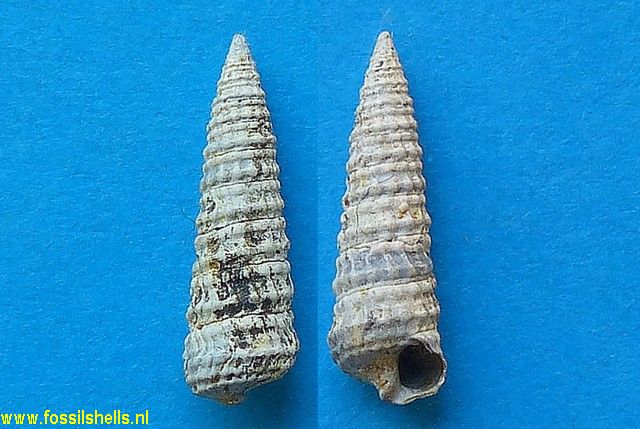 Potamides girondicus