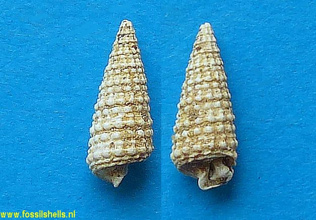 Potamides derelictus