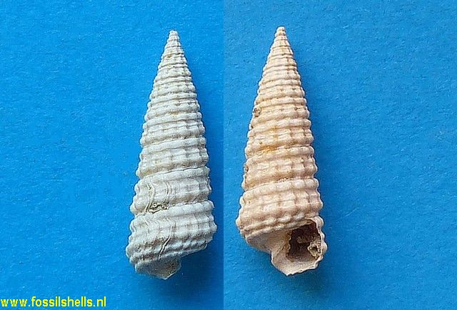 Potamides derelictus