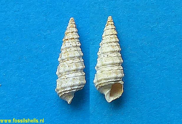 Potamides derelictus