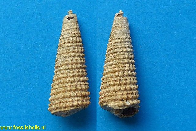 Potamides papaveraceus