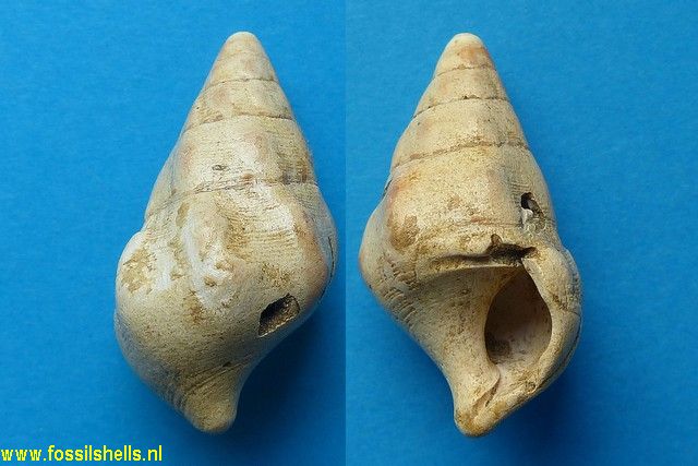 Cerithium fistulosum