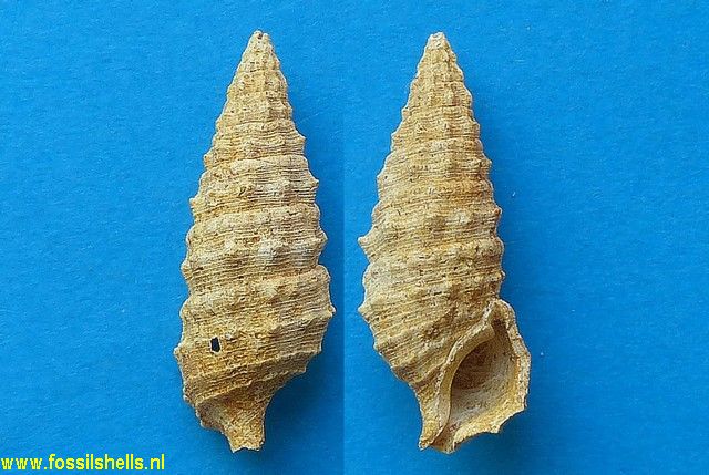 Cerithium vulgatum miocaenicum