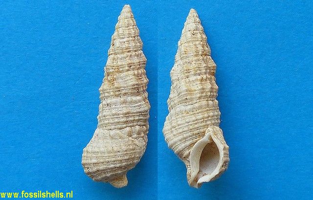 Cerithium peyroti