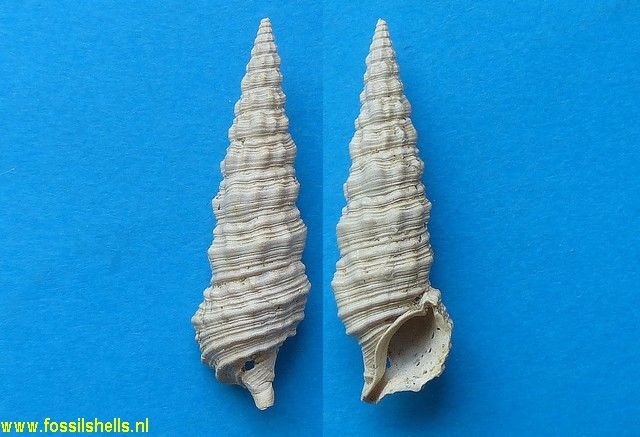 Cerithium salmo
