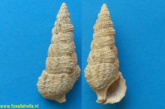 Cerithium calculosum
