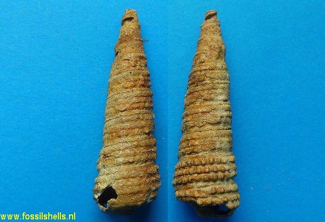 Potamides papaveraceus