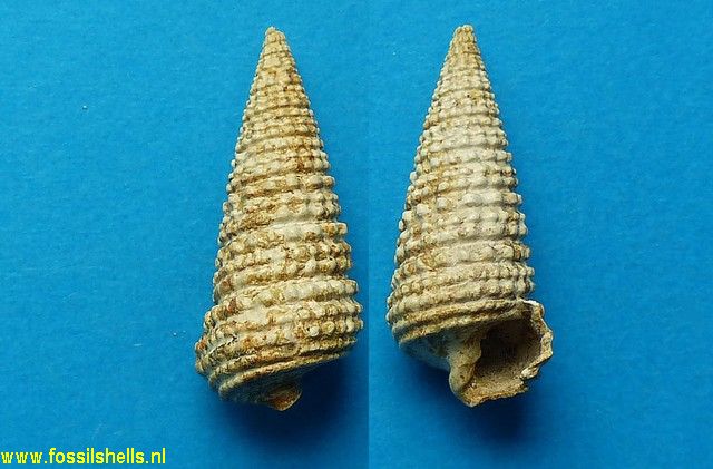 Tympanotonus sonensis