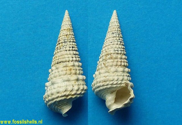 Tympanotonus sonensis