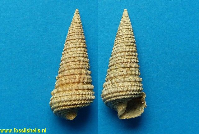 Tympanotonus margaritaceus grateloupi