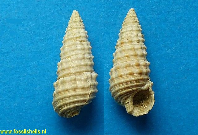 Pirenella inconstans