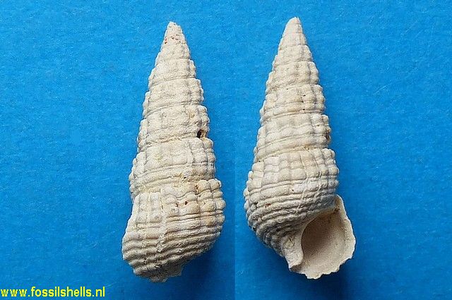 Pirenella inconstans