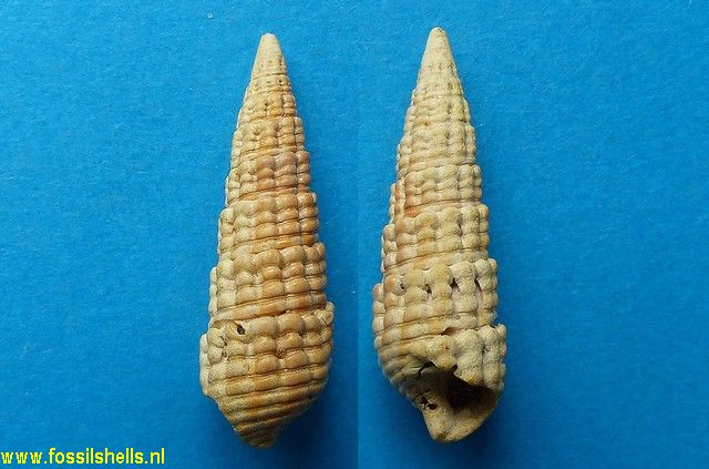 Pirenella inconstans transiens