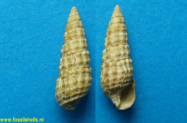 Pirenella inconstans transiens