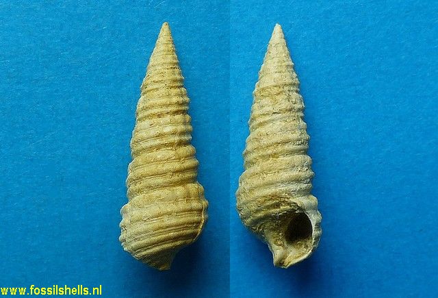 Pirenella inconstans transiens