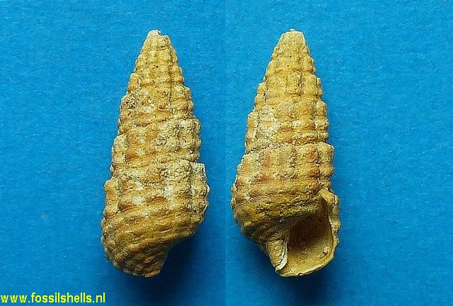 Pirenella picta cingulata