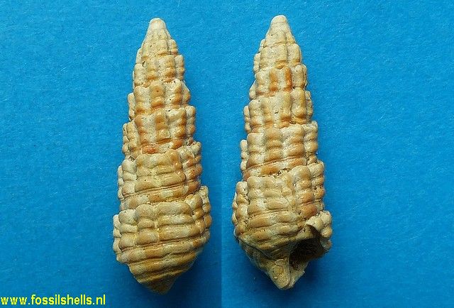 Pirenella picta cingulata