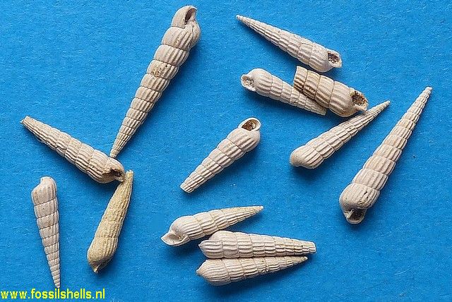 Cerithiopsis vignali