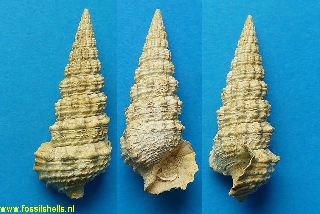 Terebralia subcorrugata subinterruptum