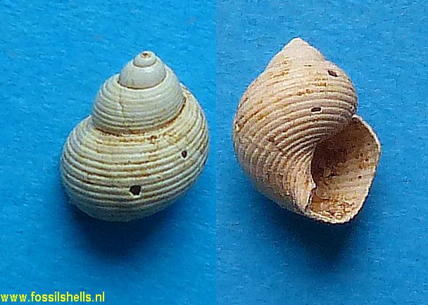 Simpsonella brusinai