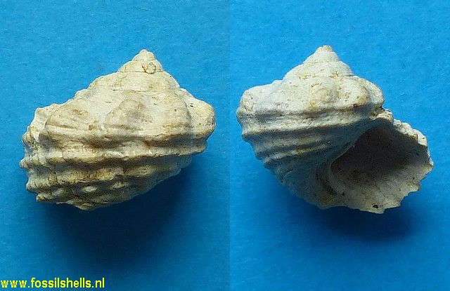 Modulus basteroti