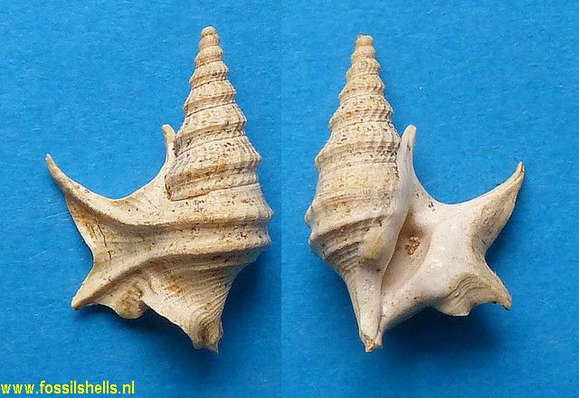 Aporrhais meridionalis