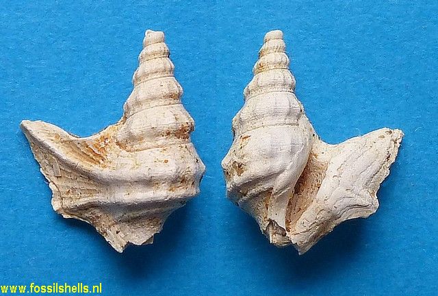 Aporrhais meridionalis