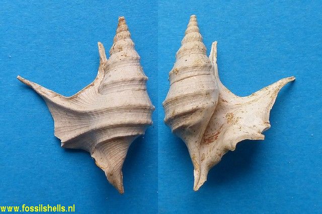 Aporrhais meridionalis