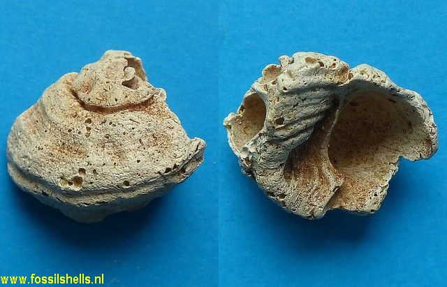 Modulus basteroti