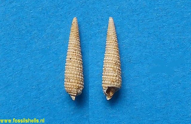 Triphora papaveracea benoisti