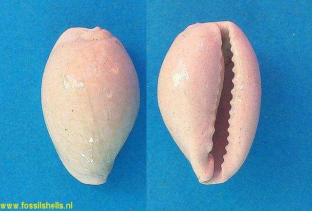 Cypraea fabagina apiceproducta