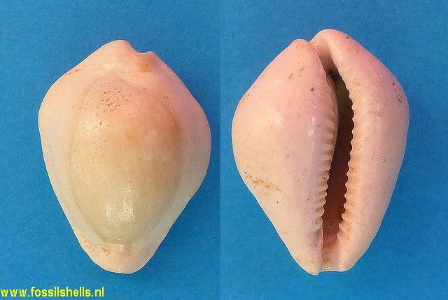 Cypraea brocchii expansa