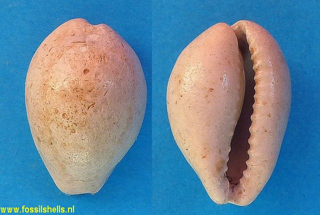 Cypraea peyreirensis