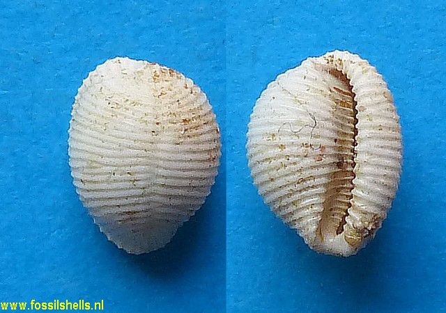 Trivia arctica burdigalensis