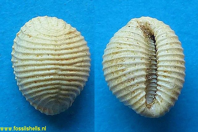 Trivia burdigalensis excoccinella