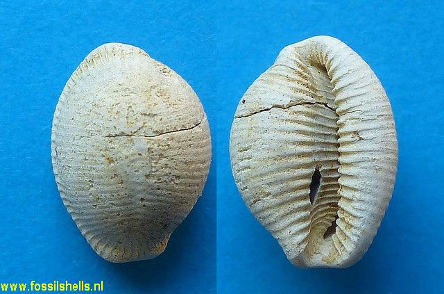 Trivia affinis
