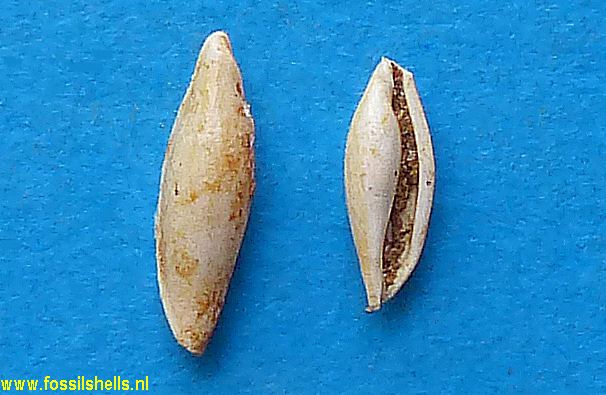 Ovula speltum miocaenicum