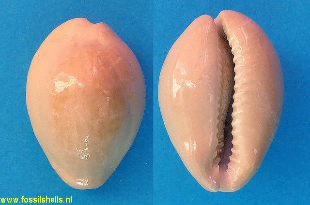 Cypraea subovum