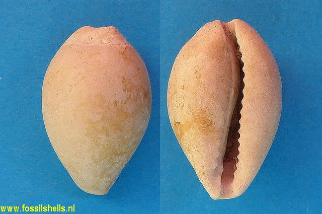 Cypraea fabagina apiceproducta